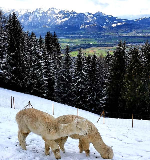 Zwei weiße Alpakas in den Bergen